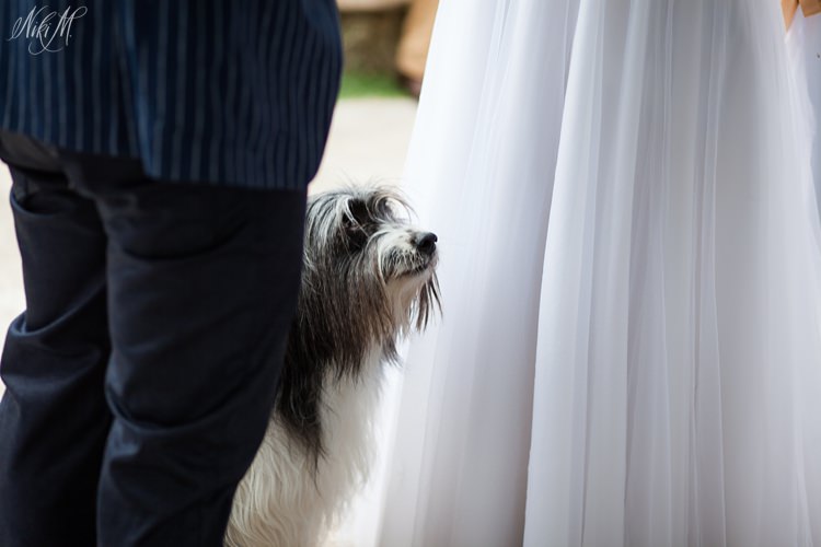 Shaggy the dog as ring bearer at the wedding
