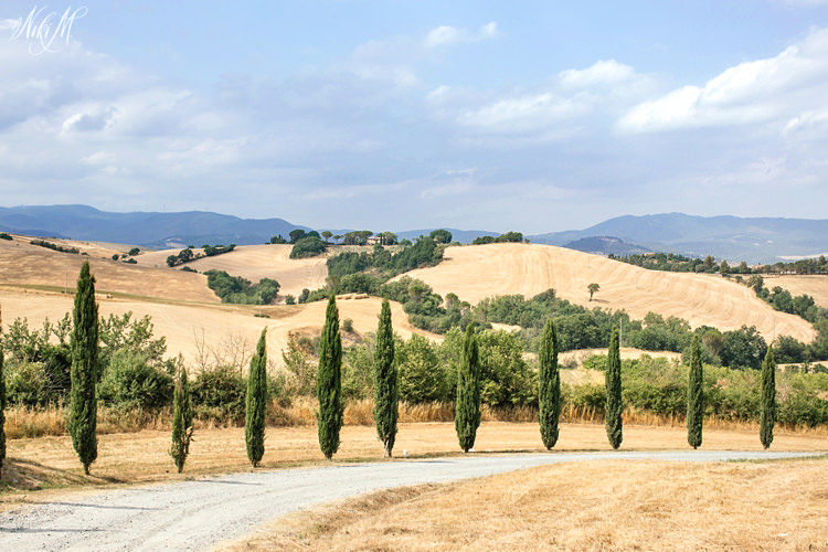 Cypress tress in the rolling tuscan hills